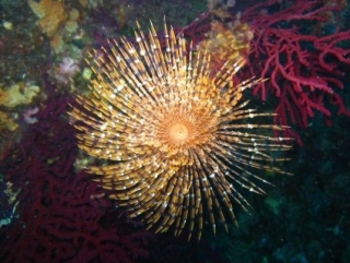 Descubrimiento de la fauna y la flora marítima con el Club Sous l Eau 